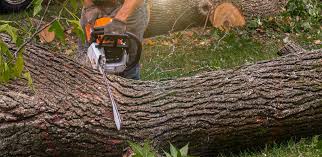 Best Tree and Shrub Care  in Hawthorne, CA