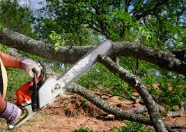 Best Tree Trimming and Pruning  in Hawthorne, CA